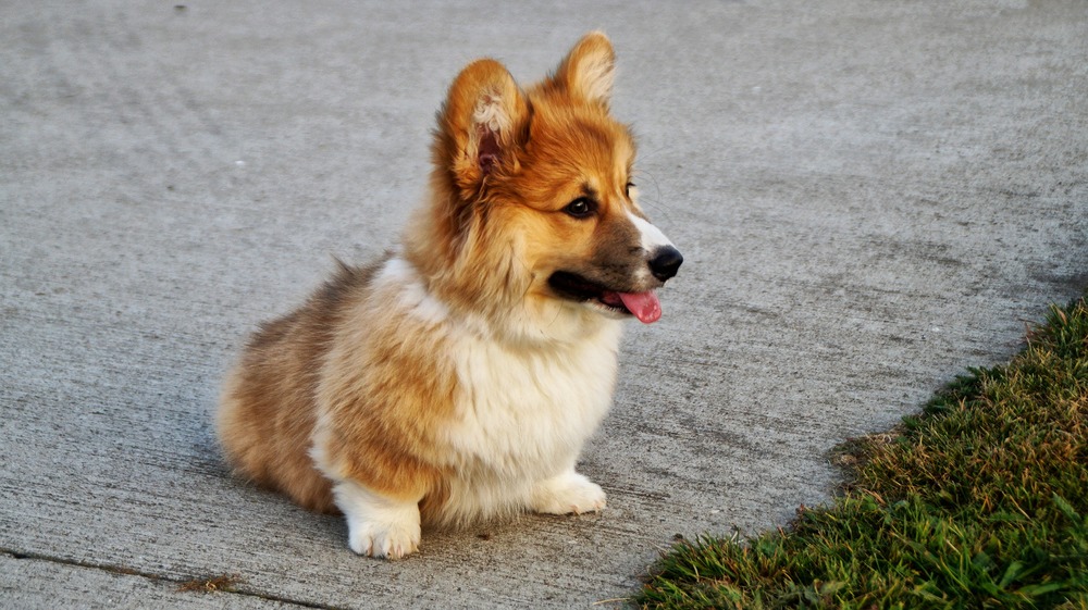 A fiatal Corgi a szőrváltás fázisában van. A szőrzet zilált, és az aljszőrzet dominál.