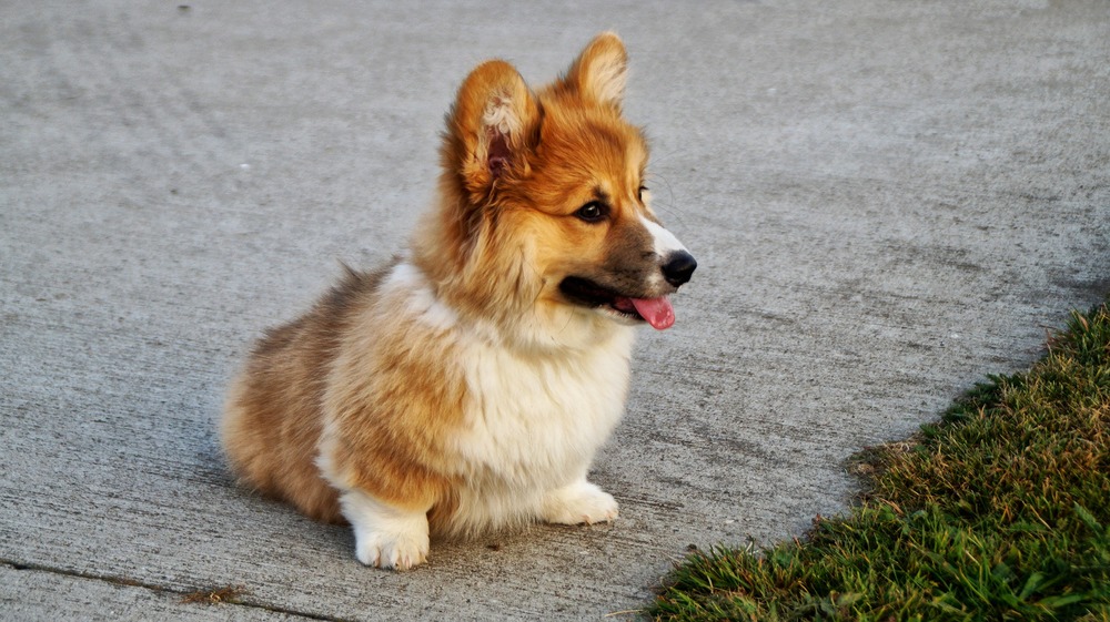 A fiatal Corgi a szőrváltás fázisában van. A szőrzet zilált, és az aljszőrzet dominál.