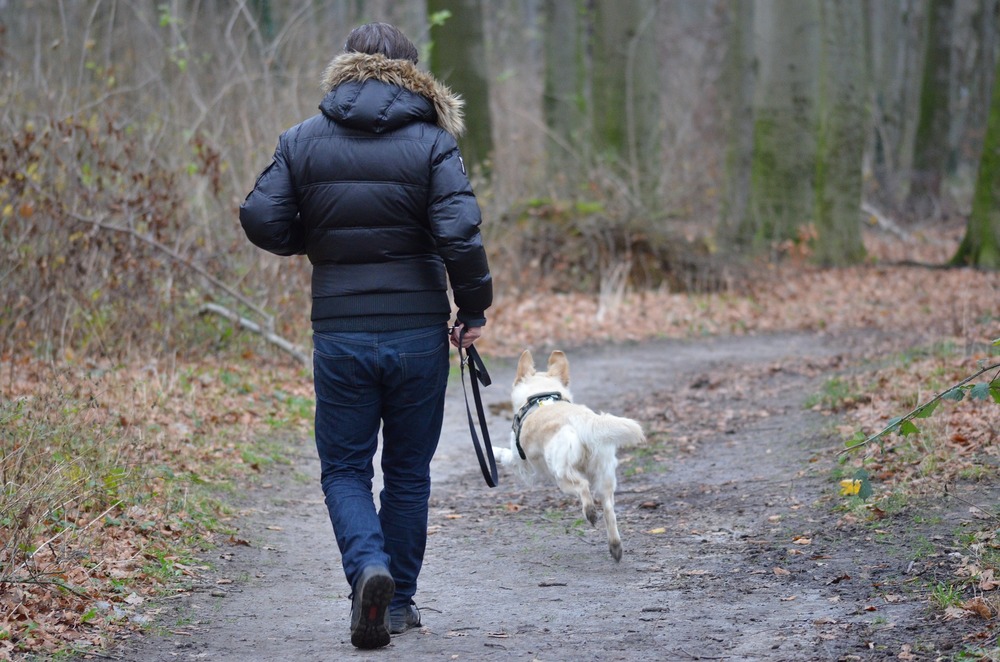 Saját és kutyája biztonsága érdekében mindig pórázon kell sétáltatnia kutyáját. Még az erdőben vagy a tisztáson is veszélyes akadályok leselkednek. Hosszú pórázokat használhat, hogy kutyája szabadon futhasson.