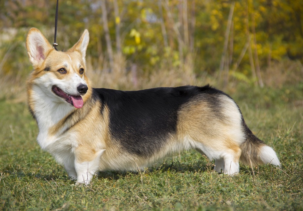 Welsh corgi kardigán trikolor színezéssel. Hosszú törzse és nagy fülei láthatók. A kutya kissé nyitott pofával a távolba néz.