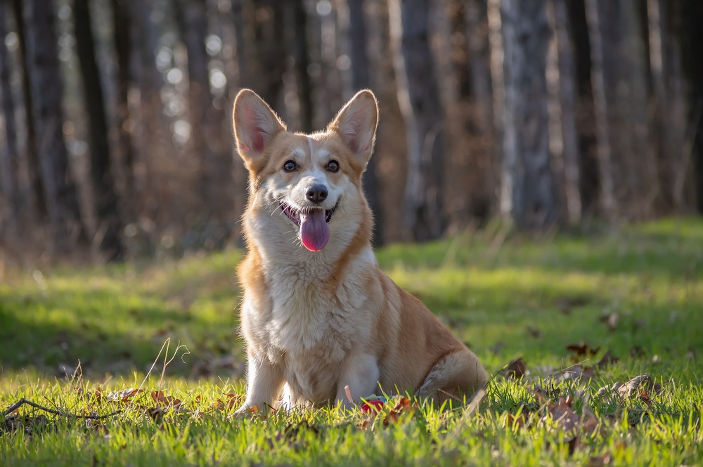 Egy Corgi Pembroke kutya ül egy tisztáson az erdő közepén. A bundája fehér és vörös.