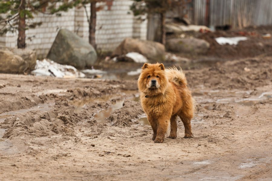 Piros színű, lila nyelvű chow chow kutya.