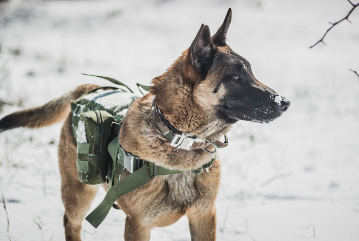Malinois mint munkakutya az egyenruhás szolgálatoknál.