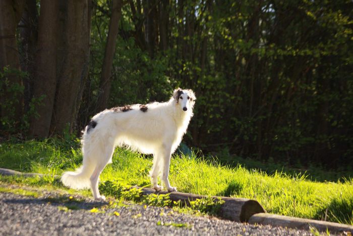Borzoi, fehér és fekete színű, hosszú, hullámos szőrrel.