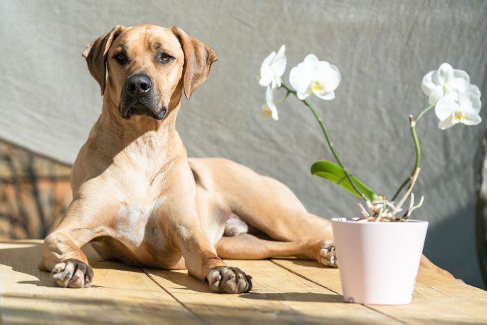 Rhodesiai ridgeback, világos bézs színezéssel