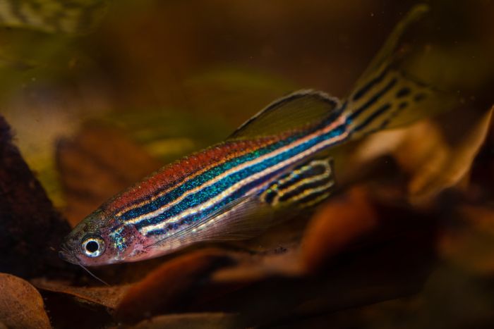 Danio fluoreszkáló hal